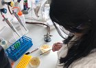 Ausstreichen der kultivierten Bakterien